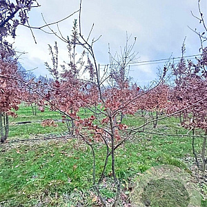 Quercus robur 200-250 cm draadkluit meerstammig