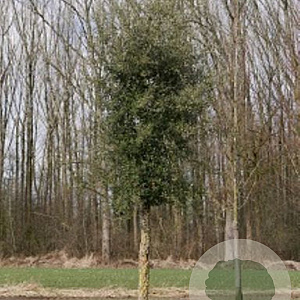 Quercus suber GM container