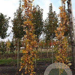 Quercus warei 'Long' 12-14 HO draadkluit geveerd