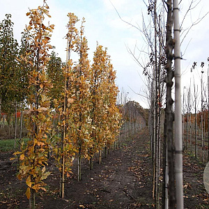 Quercus warei 'Long' 12-14 HO draadkluit geveerd