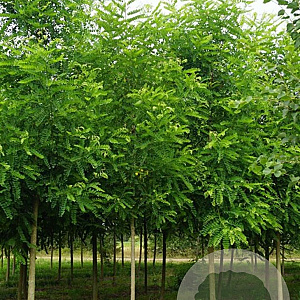 Robinia ps. 'Appalachia' 20-25 HO draadkluit