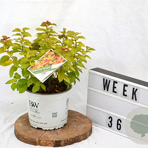 Spiraea Double Play Big Bang 30-40 cm 3,0L