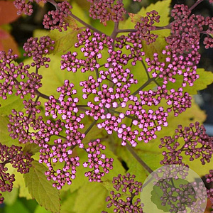 Spiraea Double Play Big Bang 30-40 cm 3,0L