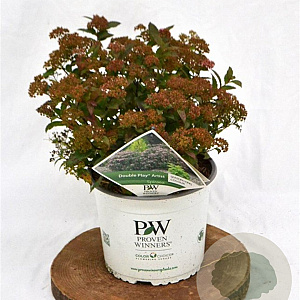 Spiraea jap. Double Play Artist 30-40 cm 3,0L