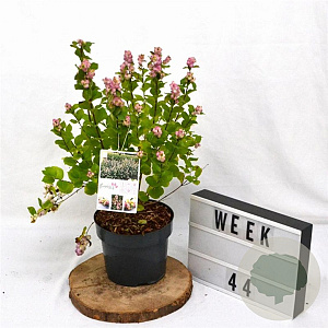 Symphoricarpos d. Symphony Rave 30-40 cm 3,0L
