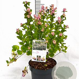 Symphoricarpos d. Symphony Rave 30-40 cm 3,0L