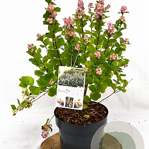 Symphoricarpos d. Symphony Rave 30-40 cm 3,0L