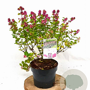 Symphoricarpos d. Symphony Rumble 30-40 cm 3,0L