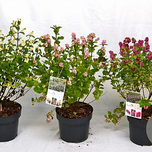 Symphoricarpos d. Symphony Rumble 30-40 cm 3,0L