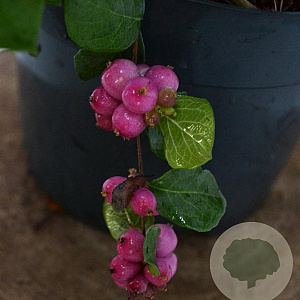 Symphoricarpos d. Symphony Rumble 30-40 cm 3,0L