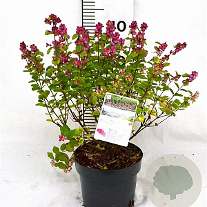 Symphoricarpos d. Symphony Rumble 30-40 cm 3,0L