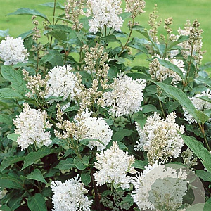 Syringa henryi 'Tammelan Kaunotar' 125-150 cm draadkluit struik