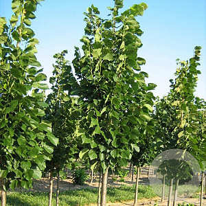 Tilia americana 'Redmond' 20-25 HO draadkluit