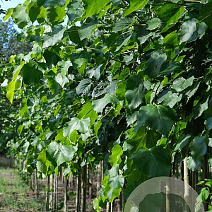 Tilia flavescens 'Glenleven' 14-16 HO draadkluit