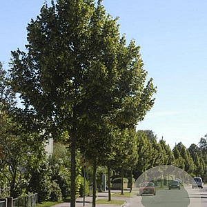 Tilia plat. 'Örebro' 40-45 HO draadkluit 250 cm stam