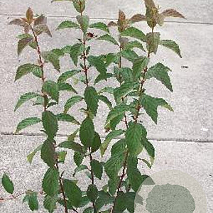 Viburnum farreri 80-100 cm met kluit