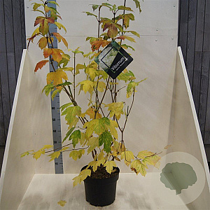 Viburnum opulus 'Roseum' 125-150 cm 10L