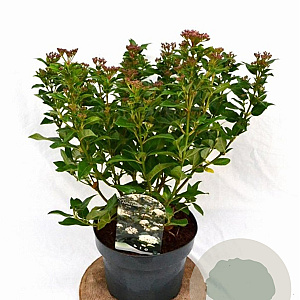 Viburnum tinus 40-60 cm 5,0L