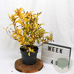 Weigela florida Jean's Gold 25-30 cm 3,0L