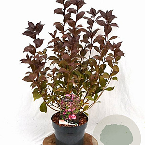 Weigela florida 'Victoria' 40-50 cm 3,0L