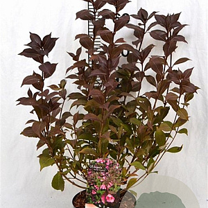 Weigela florida 'Victoria' 40-50 cm 3,0L