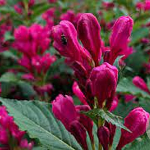 Weigela 'JS4' 125-150 cm met kluit struik