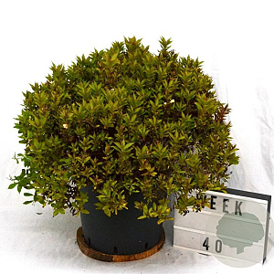 Weigela Picobella Bianco 40-50 cm 12L