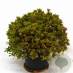 Weigela Picobella Bianco 40-50 cm 12L