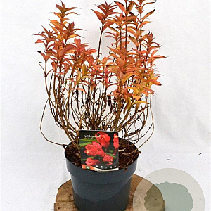 Weigela Picobella Rosso 25-30 cm 3,0L