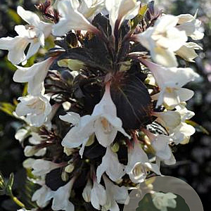 Weigela 'Velda' 80-100 cm 40L struik