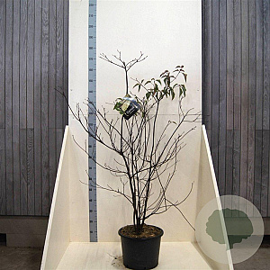 Cornus controversa 150-175 cm 20L meerstammig