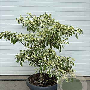 Cornus controversa 'Variegata' GM container solitair