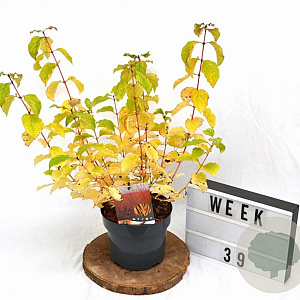 Cornus sang. 'Midwinter Fire' 30-40 cm 3,0L