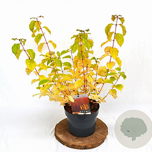 Cornus sang. 'Midwinter Fire' 30-40 cm 3,0L