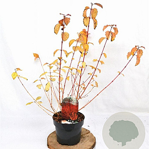 Cornus sang. 'Winter Beauty' 30-40 cm 3,0L