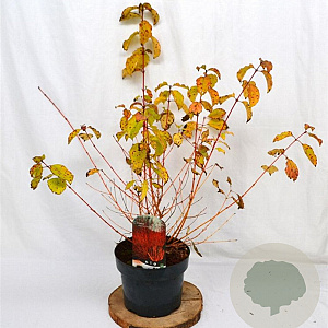 Cornus sang. 'Winter Beauty' 40-60 cm 5,0L