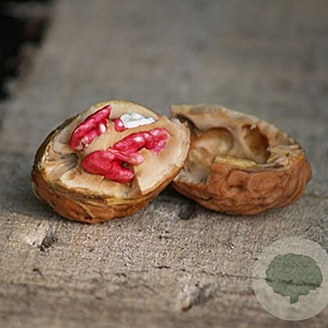 Juglans r. 'Aufhauser Baden' 14-16 HO draadkluit