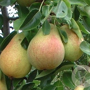 Pyrus c. Frühe Clapps 6-8 HO draadkluit