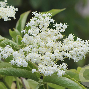 Sambucus nigra 'Korsør' 150-175 cm draadkluit struik