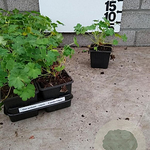 Geranium cant. 'Cambridge' plantgoed P9