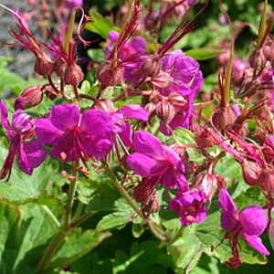 Geranium macr. 'Czakor' plantgoed P9