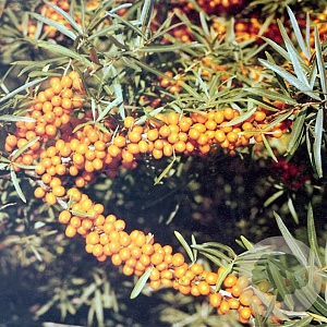 Hippophae rhamn. 'Darspel' 125-150 cm met kluit struik