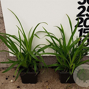 Luzula sylvatica plantgoed P9