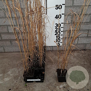 Panicum virgatum 'Heavy Metal' plantgoed P9