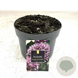 Allium 'Purple Sensation' GM 2,0L