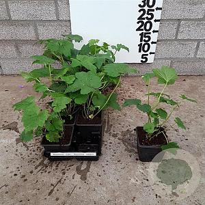 Anemone hyb. 'Honorine Jobert' plantgoed P9