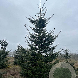 Abies grandis 400-450 cm draadkluit solitair