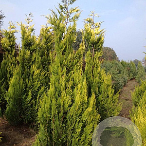 Chamaecyparis l. 'Ivonne' 200-250 cm draadkluit solitair