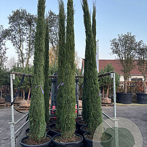 Cupressus sempervirens 250-300 cm 50L geveerd