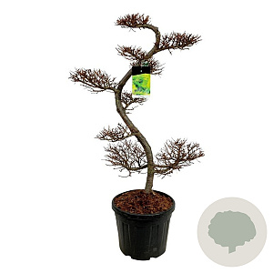 Larix kaempferi 125 cm cont. 55L bonsai